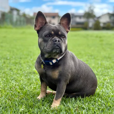 Evie, co-founder and office dog of Sunset Studio